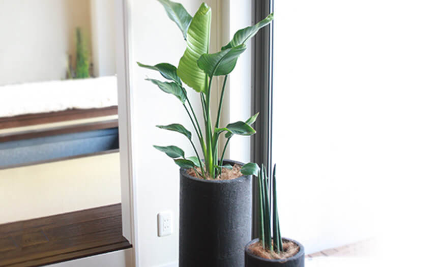 観葉植物